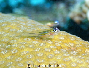 Bright & Shiny! Peppermint Goby by Lisa Hinderlider 